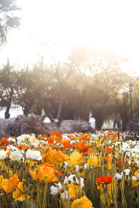 Ϧ������