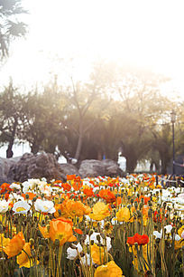 Ϧ������