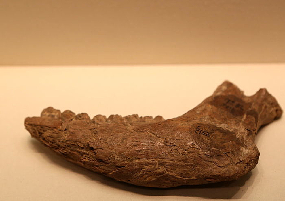 ��ʯ��ʱ���׹�¹����