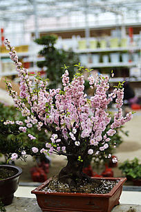 �����辰����