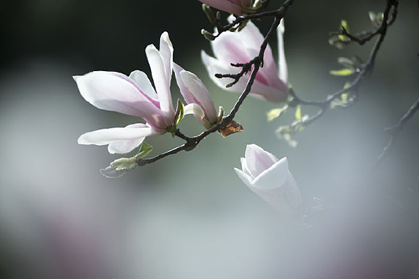 ǰ���黯��������