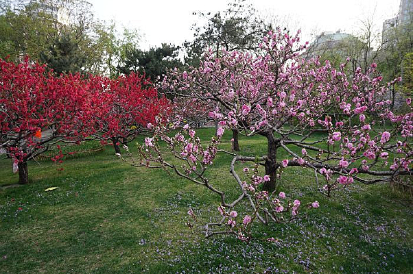 ������֦֦ͷʢ���������ʻ�