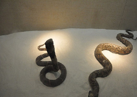 ������չ��Ӱ