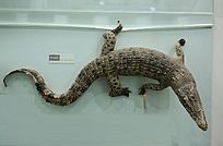 ̩������