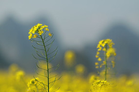 �����Ͳ˻���