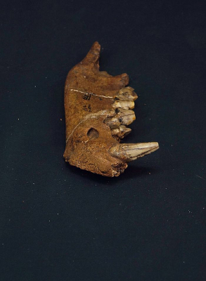 �й��๷�����