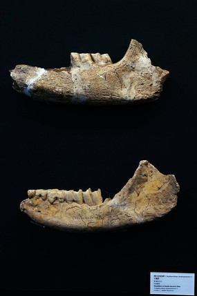 �ܿڵ�˫��Ϭ����