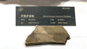 ���������ѻ�ʯ