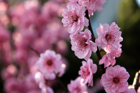 �����÷��