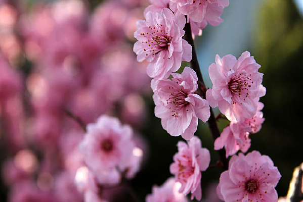 �����÷��