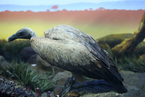 ����أ�ձ걾