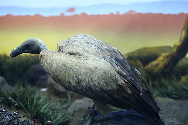 ����أ�ձ걾