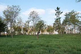 ��԰�е���ľ