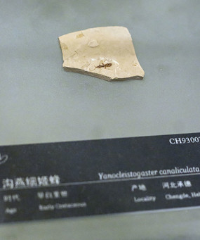 沟燕蜂化石