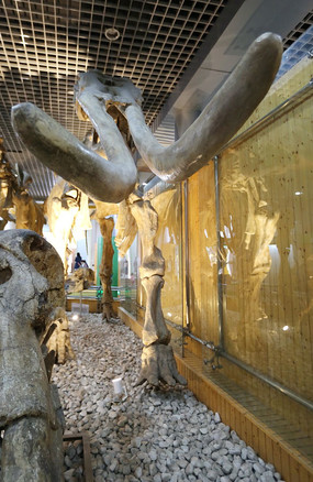 �ƺ���Ļ�ʯ