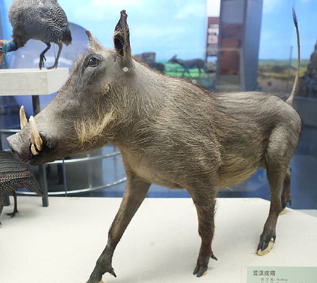 ��Į�����걾