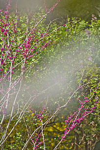 �����ӣ��