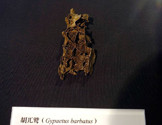 ��أ�����ͼ�׵