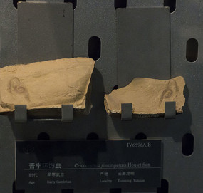 �������γ滯ʯ