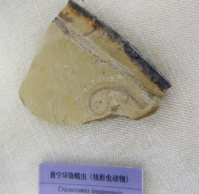 ����������滯ʯ