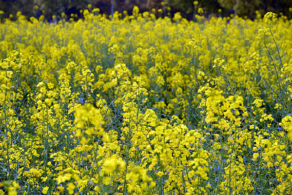 ��ɫ���Ͳ˻�����