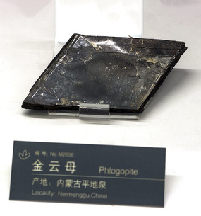 ����ĸ�걾