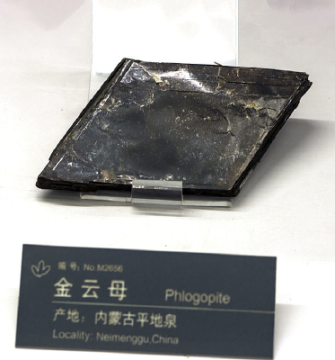 ����ĸ�걾