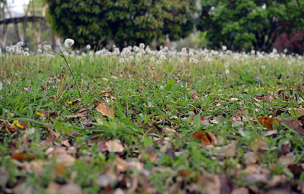 ��Ҷ����