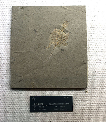 �������޹껯ʯ