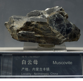 ���ɹŰ���ĸ�걾