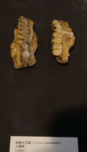 ɽ���������ļ��ô���¹����