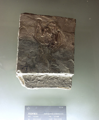 �����������ʯ