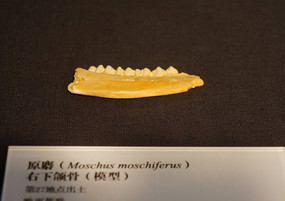 ԭ��������