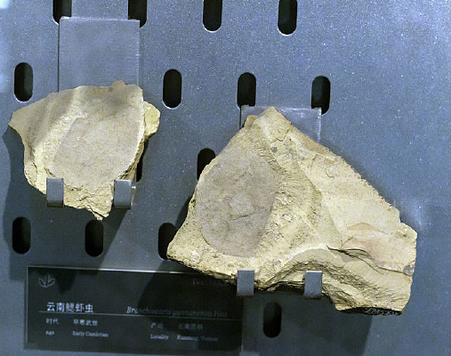 ������Ϻ�滯ʯ