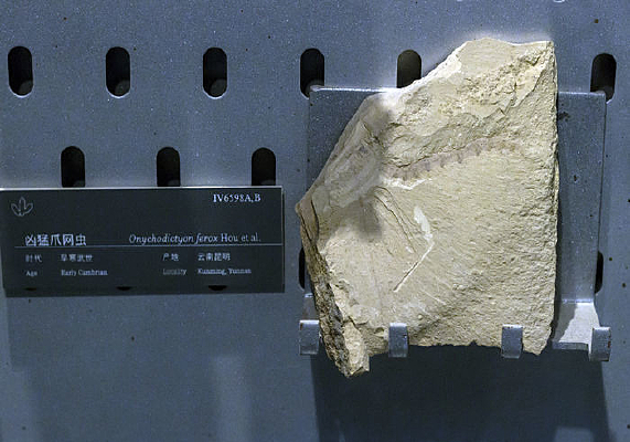 ����צ���滯ʯ