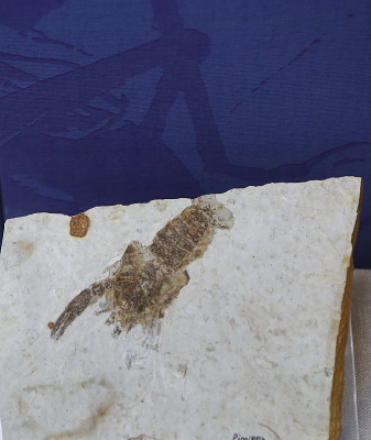 ���������ɭ���|��Ϻ��ʯ