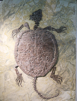 ����������޹껯ʯ