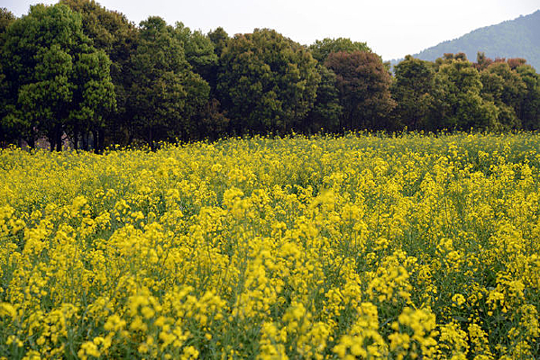 ���ɫ�Ͳ˻�