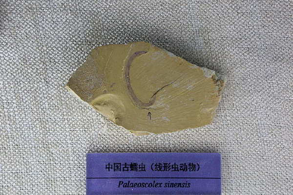 �й�����滯ʯ