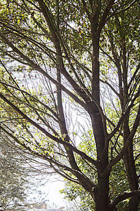 ��������Ҷ