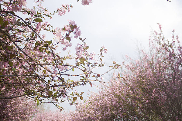 ������ɫ����