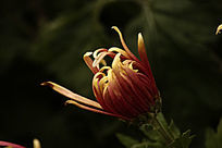 �����Ļ���