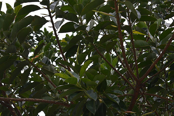 ����Ҷ��