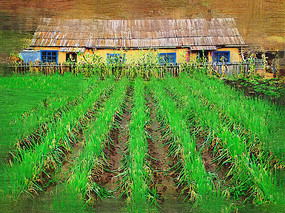 �����ͻ���ũ��Ժ��