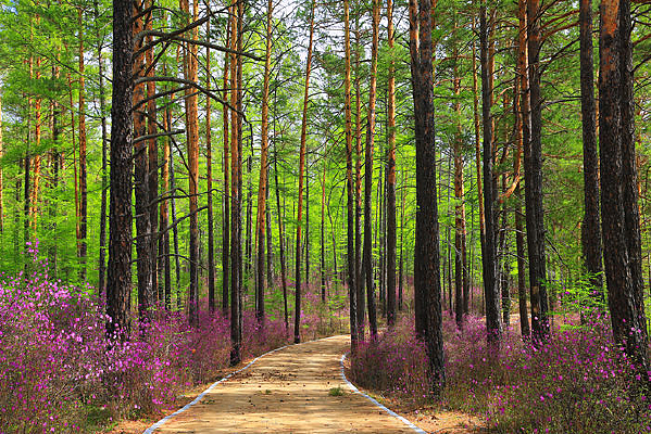 �ž�����С·