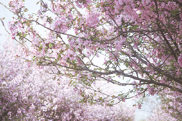 ��ɫ����ʢ��