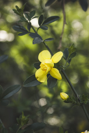 �տ��Ļ�ɫС��