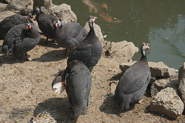 �ӱߵ����鼦