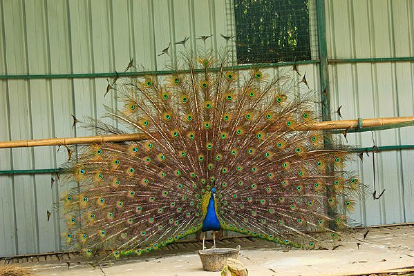 ��ȸ����