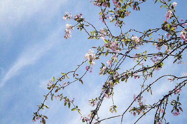 ��������µ�һƬ��ɫ����